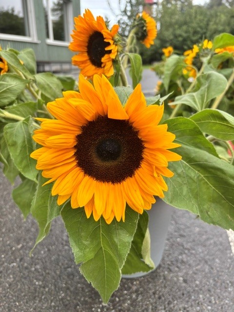 4_Sonnenblume.jpg
